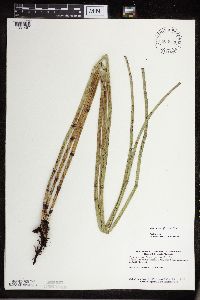 Equisetum x ferrissii image