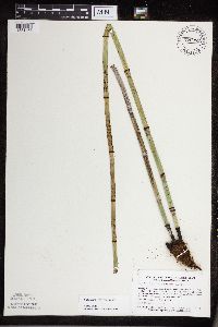 Equisetum x ferrissii image