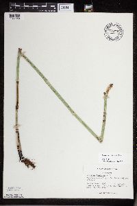 Equisetum x ferrissii image