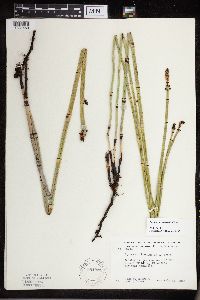 Equisetum x ferrissii image