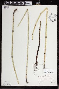 Equisetum x ferrissii image