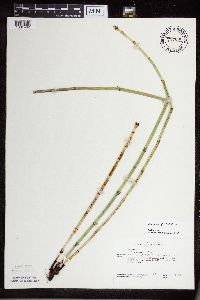 Equisetum x ferrissii image