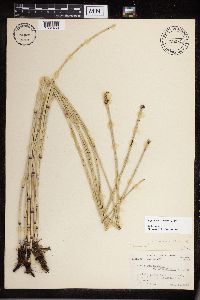 Equisetum x ferrissii image