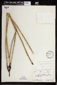 Equisetum x ferrissii image