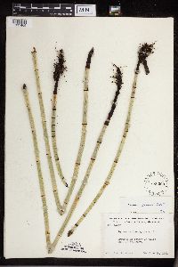 Equisetum x ferrissii image