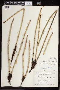 Equisetum x ferrissii image