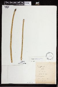 Equisetum x ferrissii image