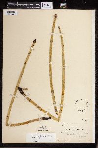 Equisetum x ferrissii image