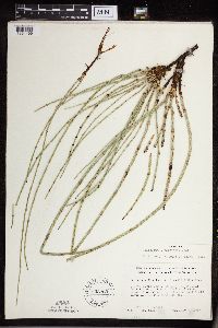 Equisetum x ferrissii image