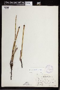 Equisetum x ferrissii image