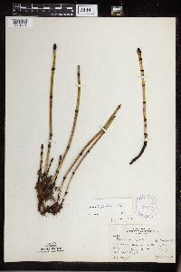 Equisetum x ferrissii image