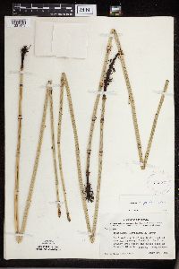 Equisetum x ferrissii image