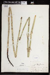 Equisetum x ferrissii image