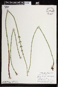 Thumbnail image of current specimen