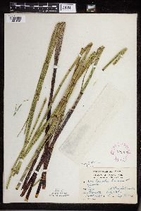 Thumbnail image of current specimen