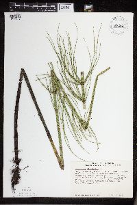 Thumbnail image of current specimen
