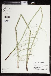 Thumbnail image of current specimen