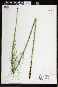 Thumbnail image of current specimen