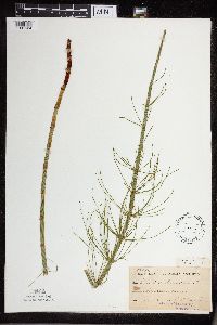 Thumbnail image of current specimen