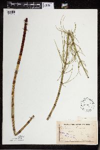 Thumbnail image of current specimen