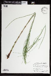 Thumbnail image of current specimen