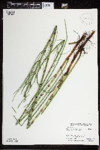 Thumbnail image of current specimen