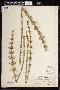 Thumbnail image of current specimen