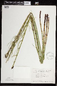 Equisetum fluviatile image