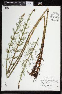 Equisetum fluviatile image