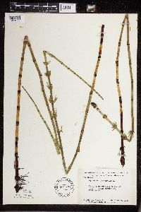 Equisetum fluviatile image