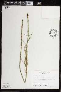 Equisetum fluviatile image