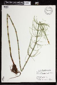 Equisetum fluviatile image