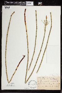 Equisetum fluviatile image
