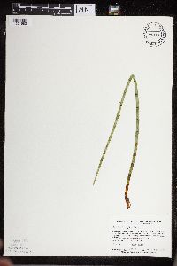 Equisetum fluviatile image