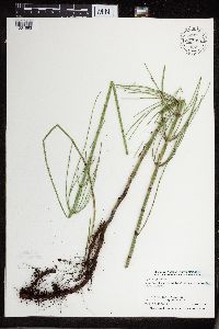 Equisetum fluviatile image