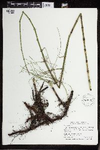 Equisetum fluviatile image