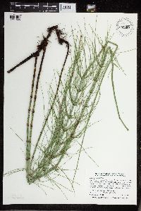 Equisetum fluviatile image