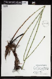 Equisetum fluviatile image