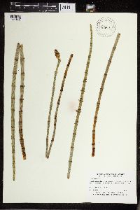 Equisetum fluviatile image