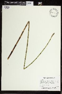 Equisetum fluviatile image