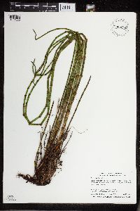 Equisetum fluviatile image
