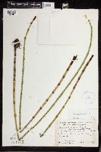 Equisetum fluviatile image
