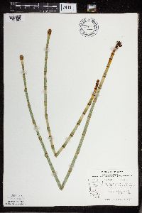 Equisetum fluviatile image