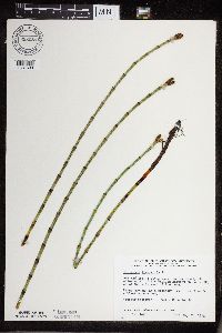 Equisetum fluviatile image
