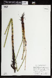 Equisetum fluviatile image