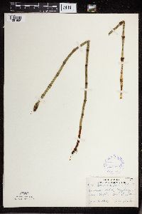 Equisetum fluviatile image