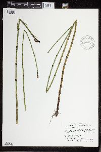 Equisetum fluviatile image