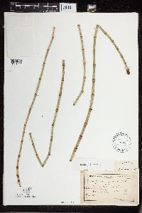 Equisetum fluviatile image
