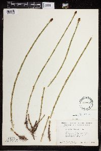 Equisetum fluviatile image
