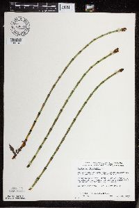 Equisetum fluviatile image